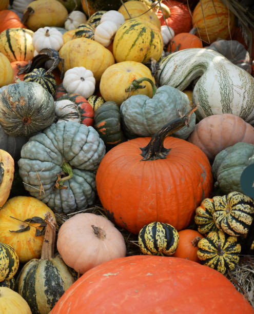 istock Pile of Pumpkins 1369017836