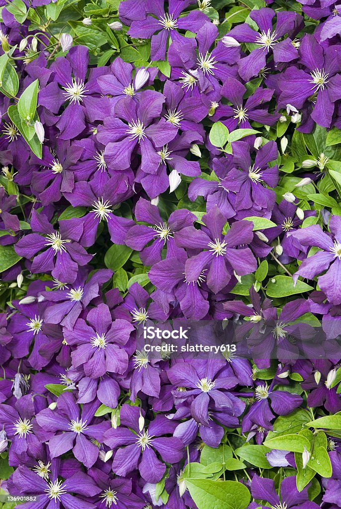 Púrpura Clematis - Foto de stock de Aire libre libre de derechos