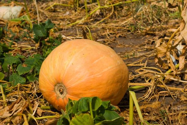 istock ripen pumpkin in a garden 1369019775