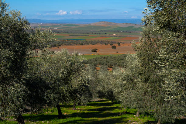 istock ecological olive grove of cornicabra type olives 1369020009