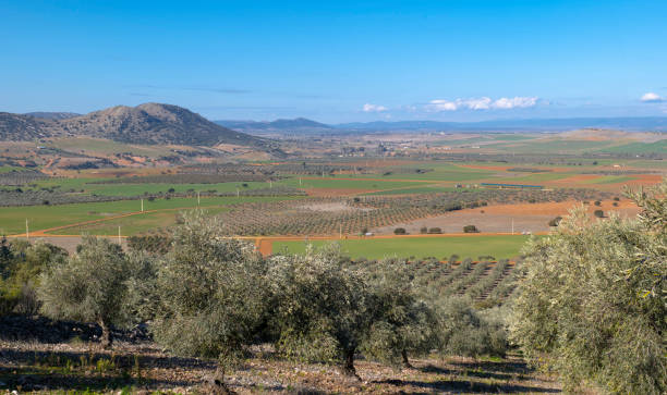 istock ecological olive grove of cornicabra type olives 1369020024