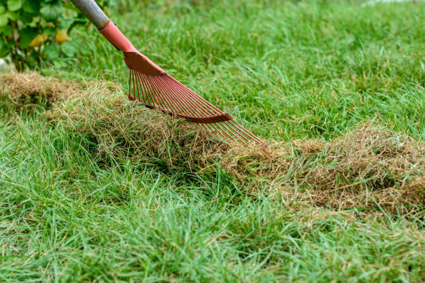 istock Cleaning mowed grass from the lawn with a fan rake 1369020077