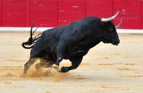 un toro negro español - matador fotografías e imágenes de stock