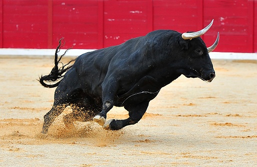 A huge spanish black bull