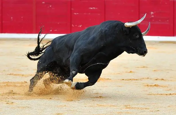 A huge spanish black bull