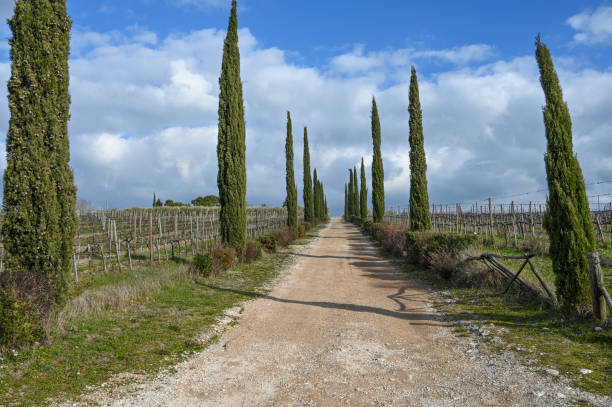 viale con cipressi - con trail imagens e fotografias de stock