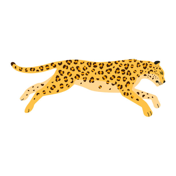 векторный плоский леопард - exoticism animal africa cheetah stock illustrations