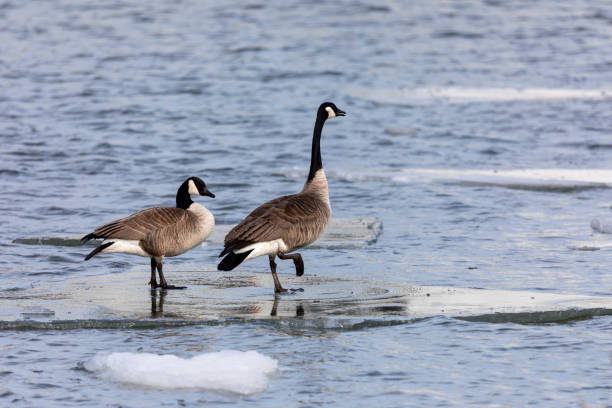 istock Pair of Canada geese (Branta canadensis) on a ice floe in a river 1369023610