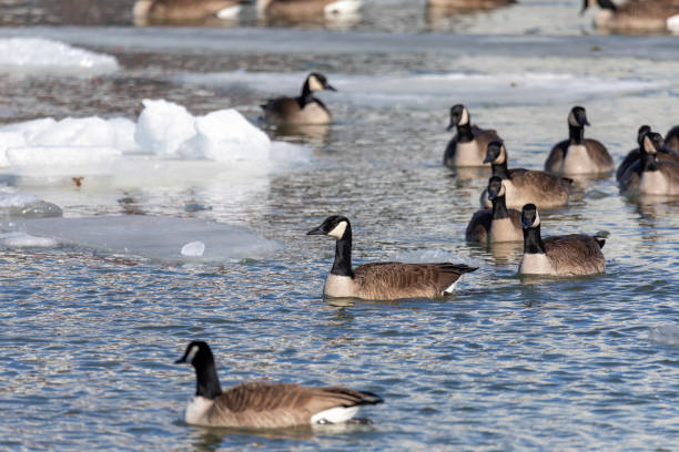 istock The Flock of Canada geese (Branta canadensis)  in a river 1369023920