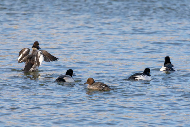 istock The flock of diving duck. 1369024035