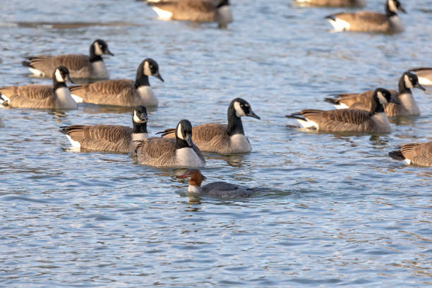 istock The Flock of Canada geese (Branta canadensis)  in a river 1369024061