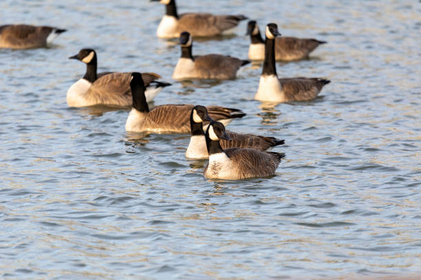 istock The Flock of Canada geese (Branta canadensis)  in a river 1369024073