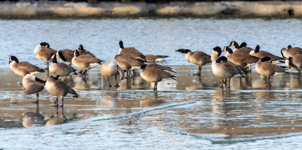 istock The Flock of Canada geese (Branta canadensis)  in a river 1369024138