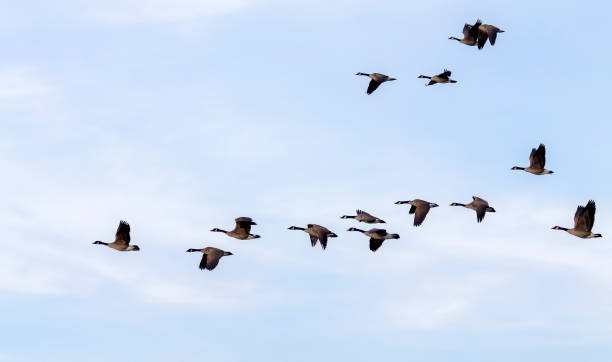 istock The Flock of Canada geese (Branta canadensis) in flight 1369024155