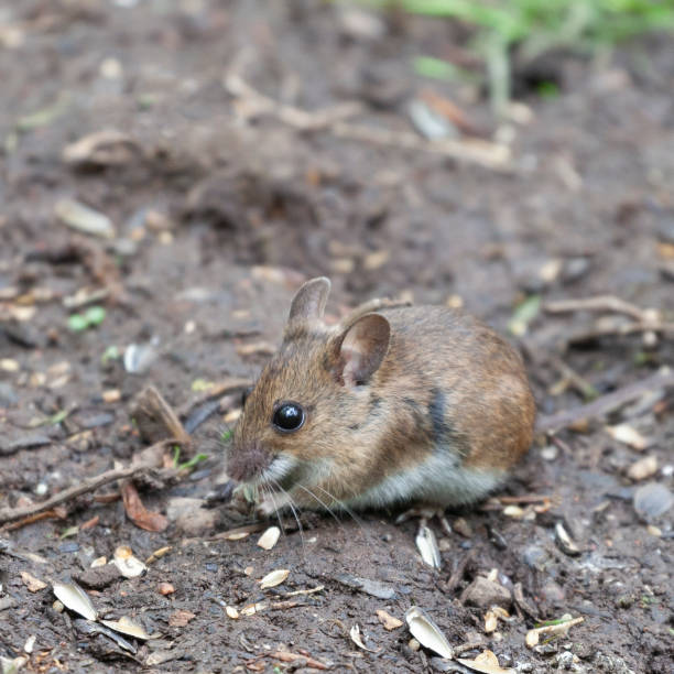istock Wood Mouse, Apodemus sylvaticus, eating a sunflower seed. 1369024351