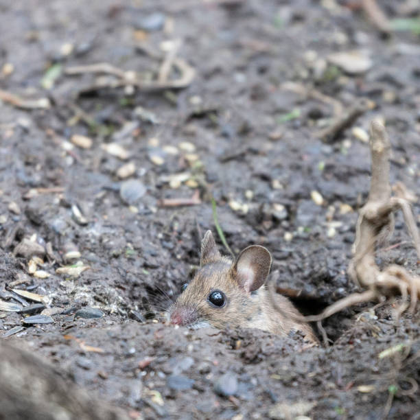Cute Wood Mouse, Apodemus sylvaticus, looking out of hole.