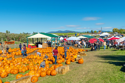 Families search for pumpkins at an October Fall Harvest Festival in Green Bluff, a suburb of Spokane Washington, USA.