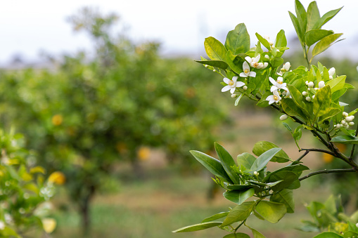 Branches Chaenomeles japonica with beautiful flowers.