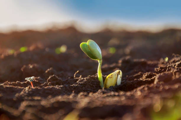 Close-up tender first sprouts of soybean in the open field. Agricultural plants. The soybean plant stretches towards the sun. Close-up tender first sprouts of soybean in the open field. Agricultural plants. The soybean plant stretches towards the sun. seedling stock pictures, royalty-free photos & images