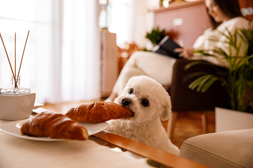 Candid shot of naughty little dog stealing a croissant off of the plate on a coffee table while his owner is relaxing in armchair and reading a book. Focus on foreground.