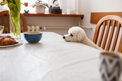 Copy space shot of adorable, little Bichon Frise resting his head on a dining table, wanting a croissant that is served on a plate.