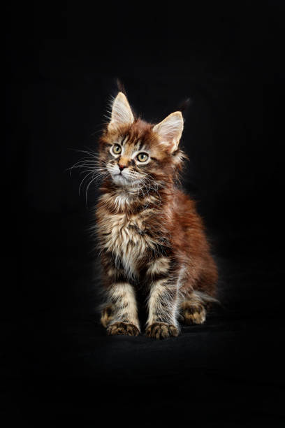 istock Maine Coon's gorgeous kitten on black background, studio portrait 1369027214