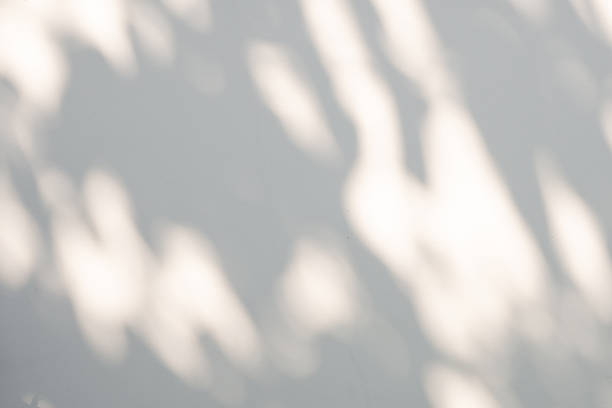 istock Abstract natural tree leaves shadow on white wall background 1369028150