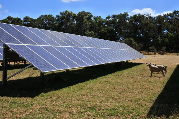 istock Solar panels in animals farm 1369028530