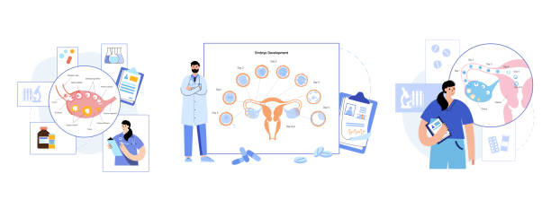 Embryo development concept Embryo development in uterus. Insemination and fertilizationÐ± ivf concept. Female and male egg cell. Doctors appointment in clinic. Human sexual reproductive system. Pregnancy flat vector illustration follicular thyroid cancer stock illustrations