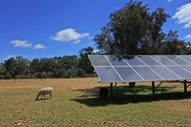 painéis solares na fazenda de animais - cattle station - fotografias e filmes do acervo