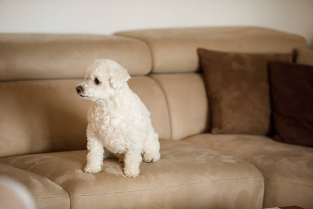 Copy space shot of adorable little white Bichon Frise sitting on the cozy sofa in the living room, looking away, taking a break from playing.