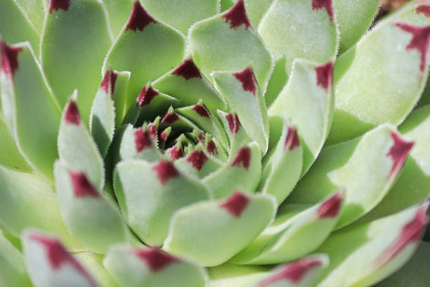 istock Macro view of hens and chicks succulent plants 1369029767