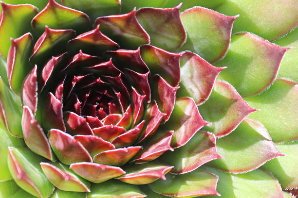 istock Macro view of hens and chicks succulent plants 1369029769