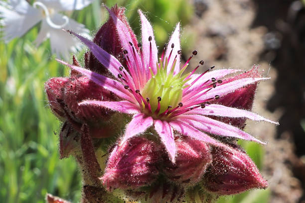 istock Macro view of hens and chicks succulent flower in bloom 1369029771
