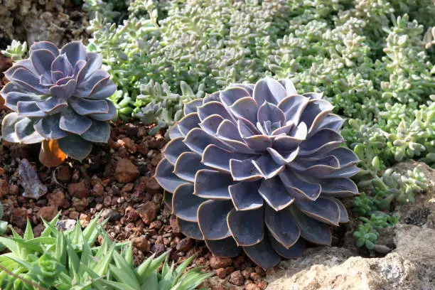 Echeveria is a large genus of flowering plants in the family Crassulaceae, native to semi-desert areas of Central America, Mexico and northwestern South America.