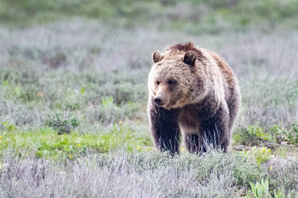 istock Three year old Grizzly bear browsing for food 1369033868