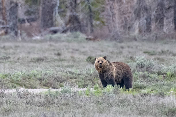 istock Three year old Grizzly bear looking at camera 1369033873