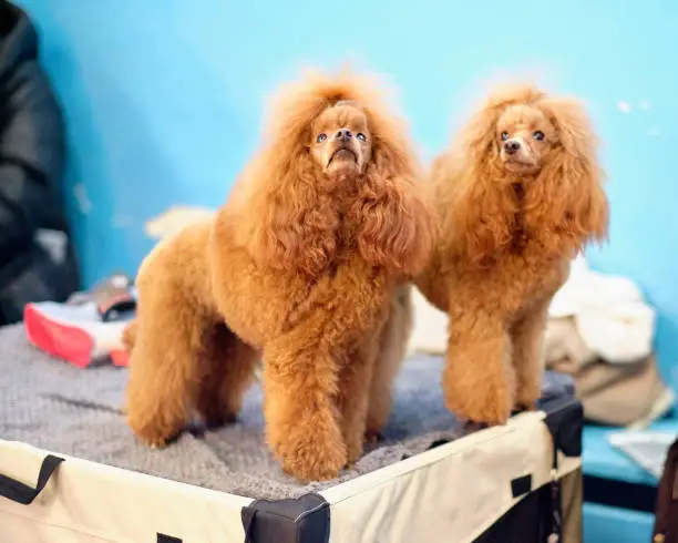 Photo of Apricot-colored poodle getting ready to be shown at the dog show
