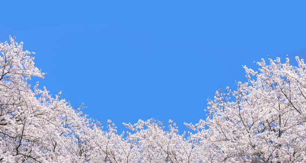 春の満開の桜と青空の背景画像