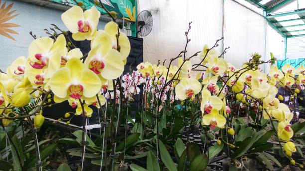 istock Yellow Phalaenopsis Amabilis Orchid Flower 1369037971