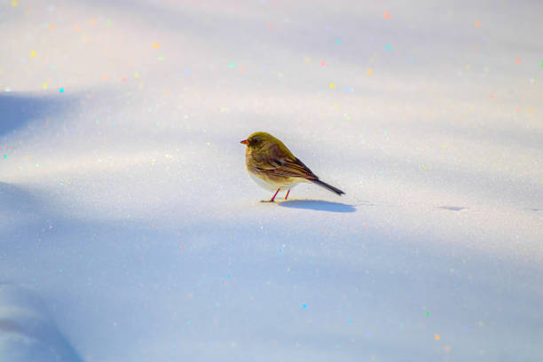 A beautiful bird on snow, with bokeh background photographed at Brampton, Ontario, Canada