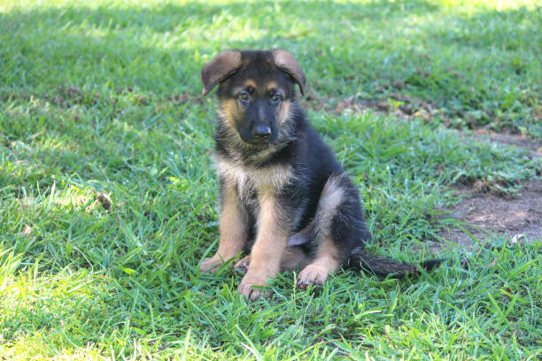 istock German Shepherd Puppy 8 weeks (7) 1369038161
