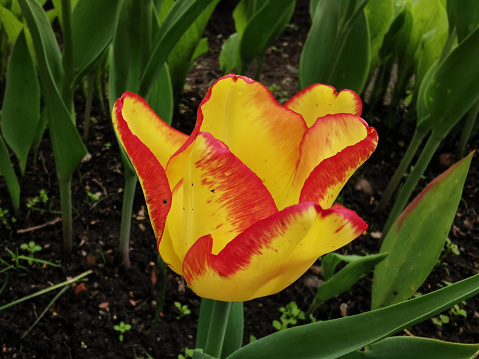 A yellow tulip with a red border on the edges of the petal on a flower bed among green leaves. The festival of tulips on Elagin Island in St. Petersburg.