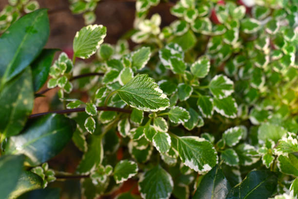 Plectranthus coleoides Marginatus or White Edged Swedish Ivy leaf close up stock photo