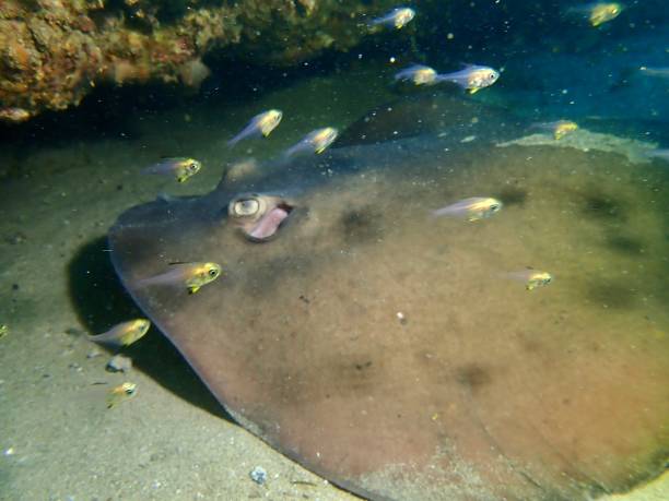 istock Eastern shovelnose stingaree with bullseye fish babies 1369040447