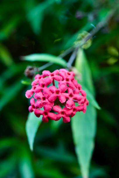 istock Flowers of fire 1369041531