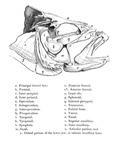 ilustrações, clipart, desenhos animados e ícones de anatomia de uma cabeça de peixe - sea life centre