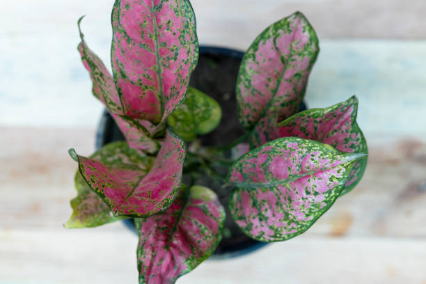 istock Aglaonema pink chinese evergreen plant with selective focus 1369044617