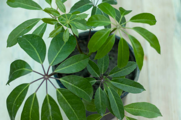 istock Schefflera actinophylla amate umbrella tree 1369044720