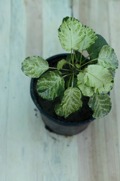 Aralia variegated plant with green and white leaves